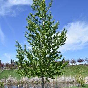 Assiniboine Poplar