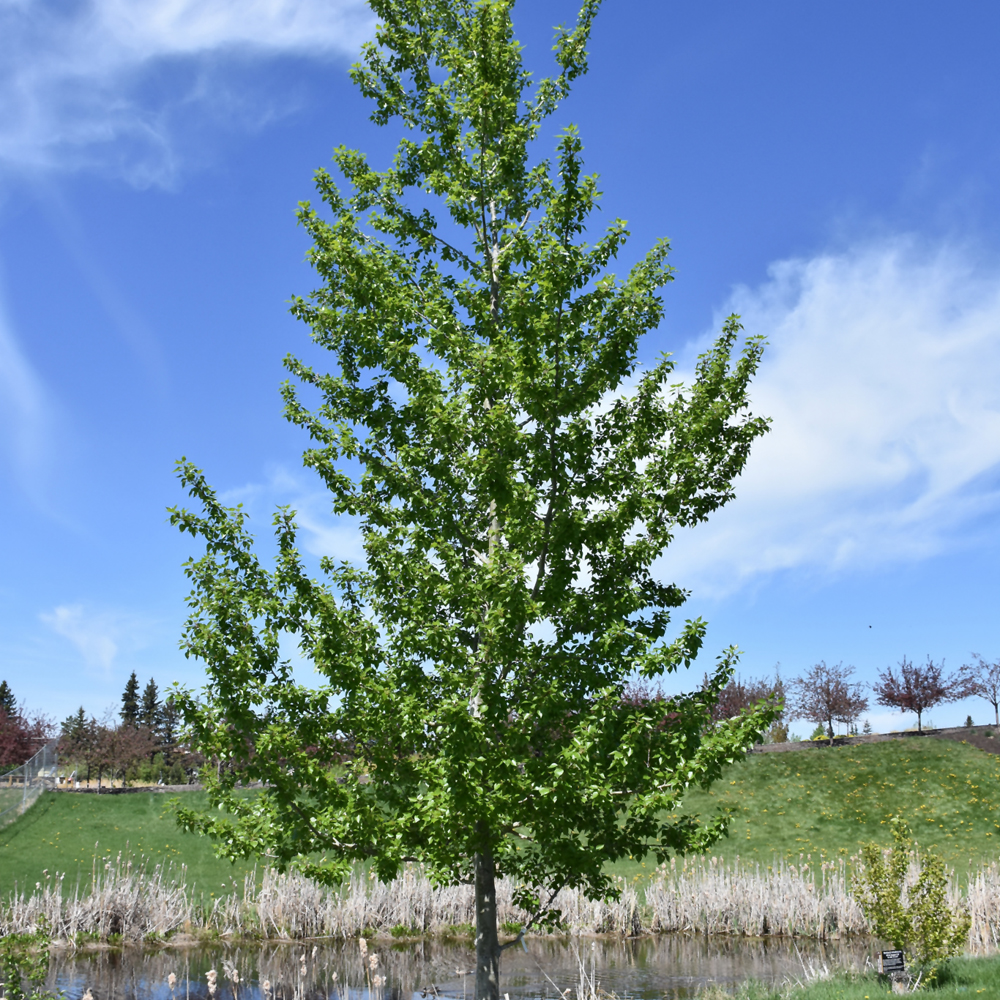 Assiniboine Poplar