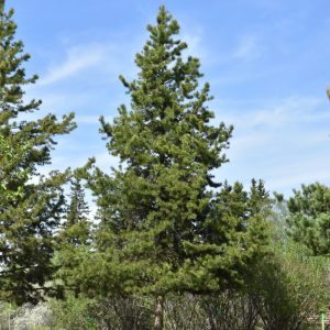 Lodgepole Pine