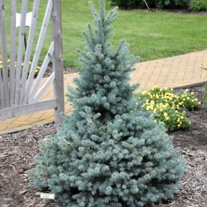 Sester Dwarf Spruce