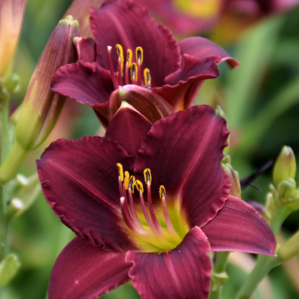 Ruby Stella Daylily (Hemerocallis 'Ruby Stella')