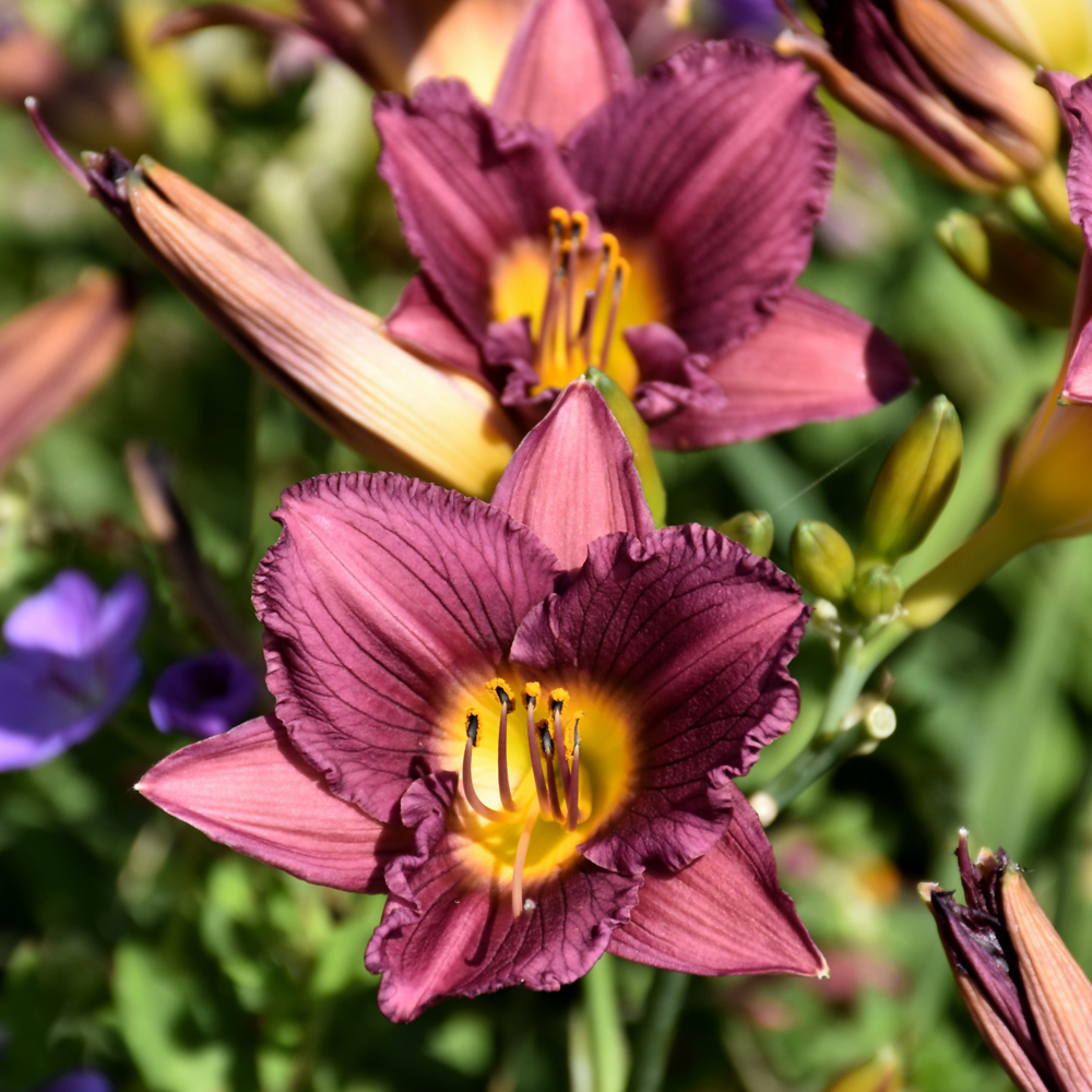 Purple de Oro Daylily (Hemerocallis 'Purple de Oro')