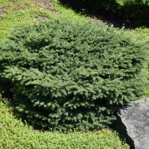 Nest Spruce
