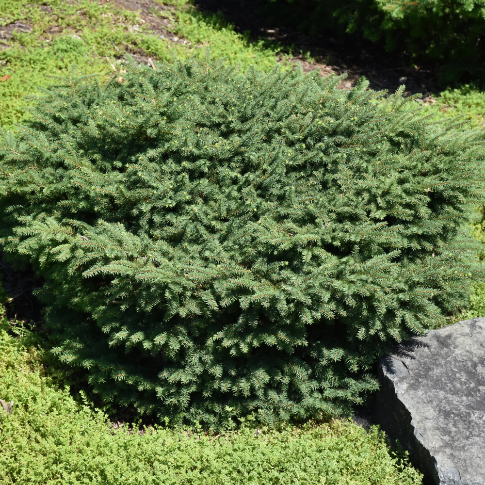 Birds Nest Spruce (Picea abies 'Nidiformis')