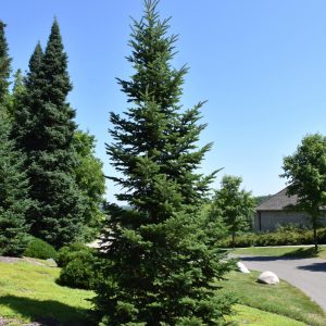 Balsam Fir