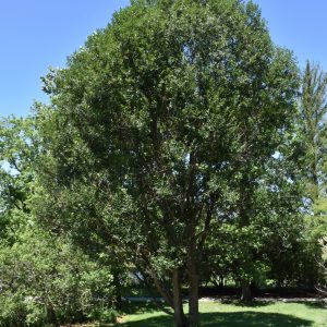 Laurel Leaf Willow (Potted)