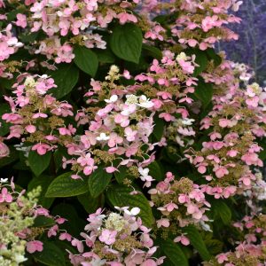Quickfire Hydrangea