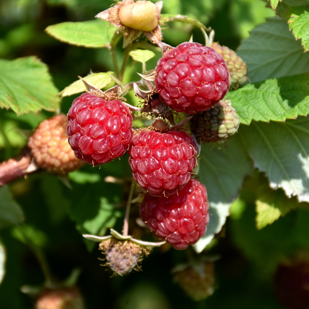 Boyne Raspberry (Rubus 'Boyne')