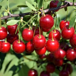 Crimson Passion Cherry (Potted)
