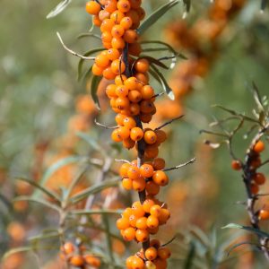 Sea Buckthorn