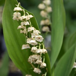 Lily of the Valley