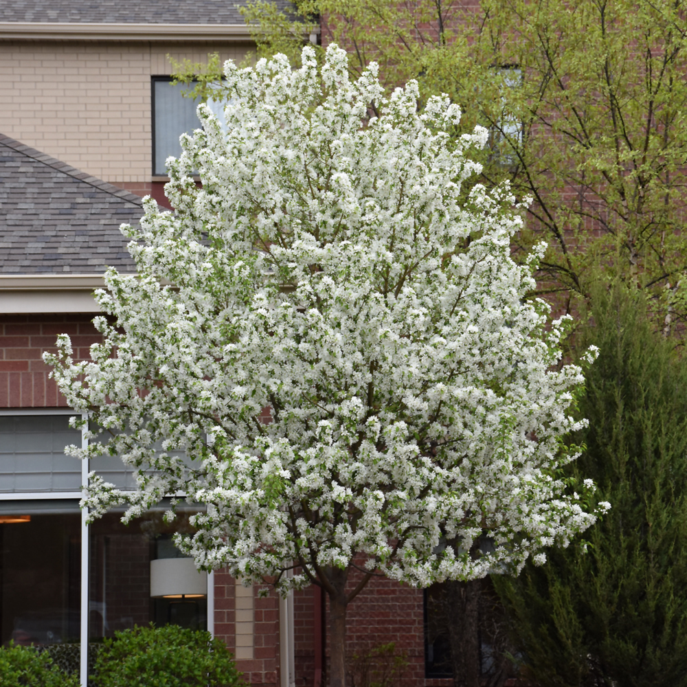 Spring Snow Flowering Crab (Malus 'Spring Snow')