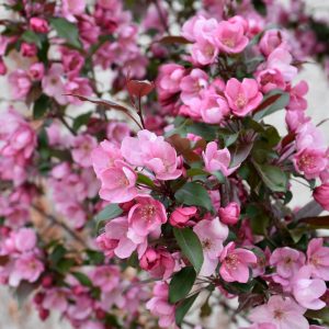 Gladiator Crabapple