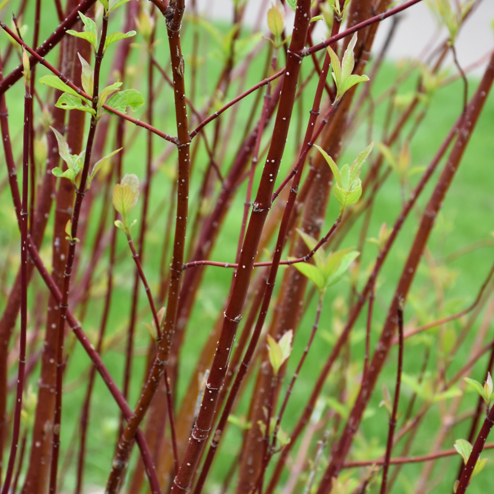 Arctic Fire® Red Twig Dogwood (Cornus sericea 'Farrow')