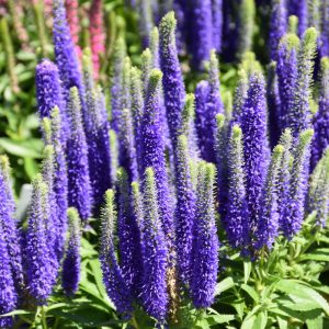 Royal Candles Speedwell