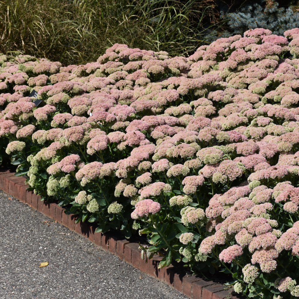 Autumn Joy Stonecrop (Sedum 'Autumn Joy')