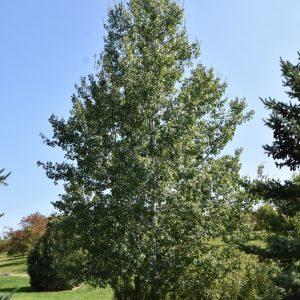 Trembling Aspen (Potted)
