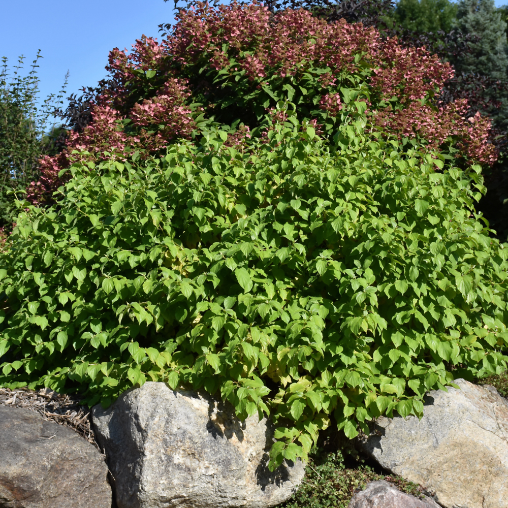 Budd's Yellow Dogwood (Cornus alba 'Budd's Yellow')