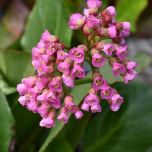Bergenia