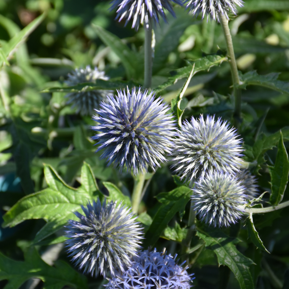 Veitch's Blue Globe Thistle (Echinops ritro 'Veitch's Blue')