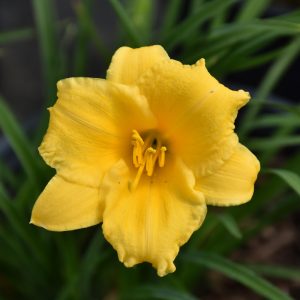 Stella de Oro Daylily