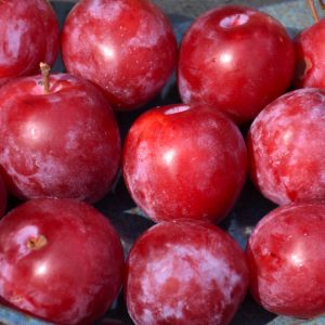 Pembina Plum
