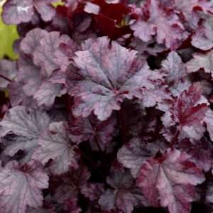 Plum Pudding Coral Bells