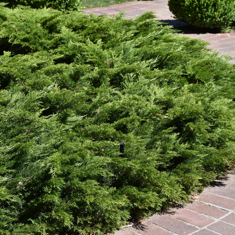 Calgary Carpet Juniper