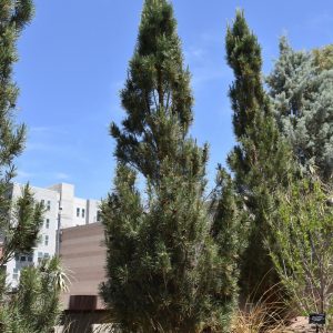 Columnar Scotch Pine