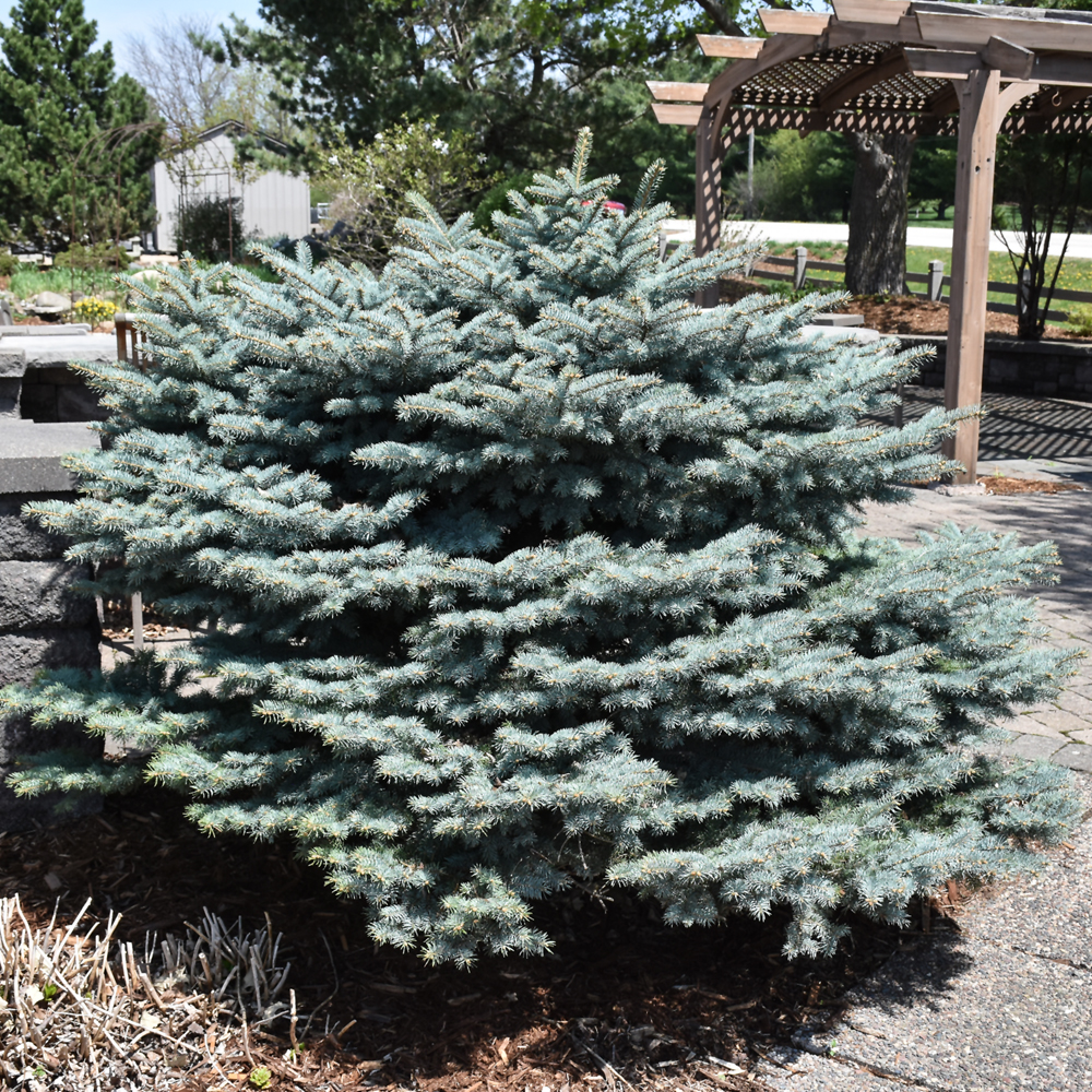 Globe Blue Spruce