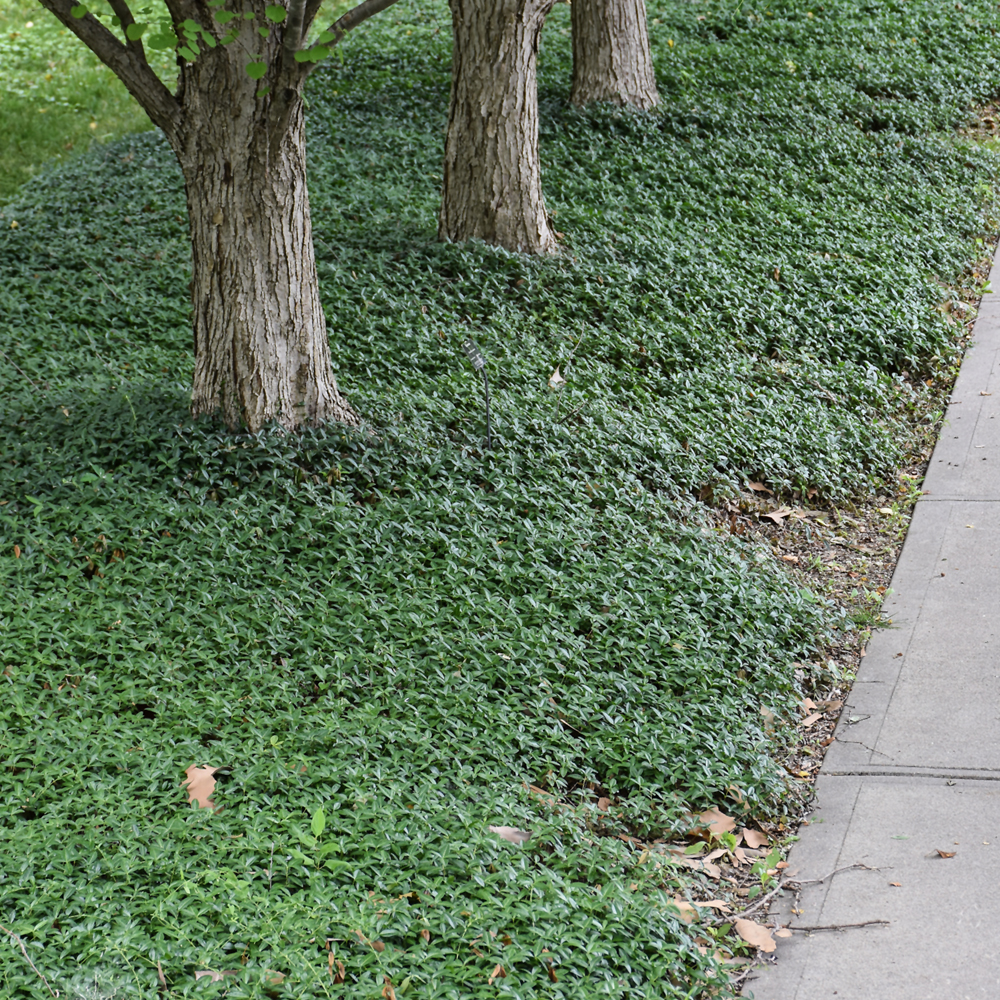 Common Periwinkle (Vinca minor)