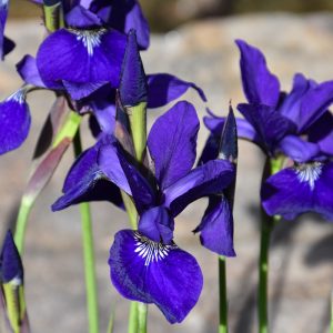 Caesar's Brother Iris