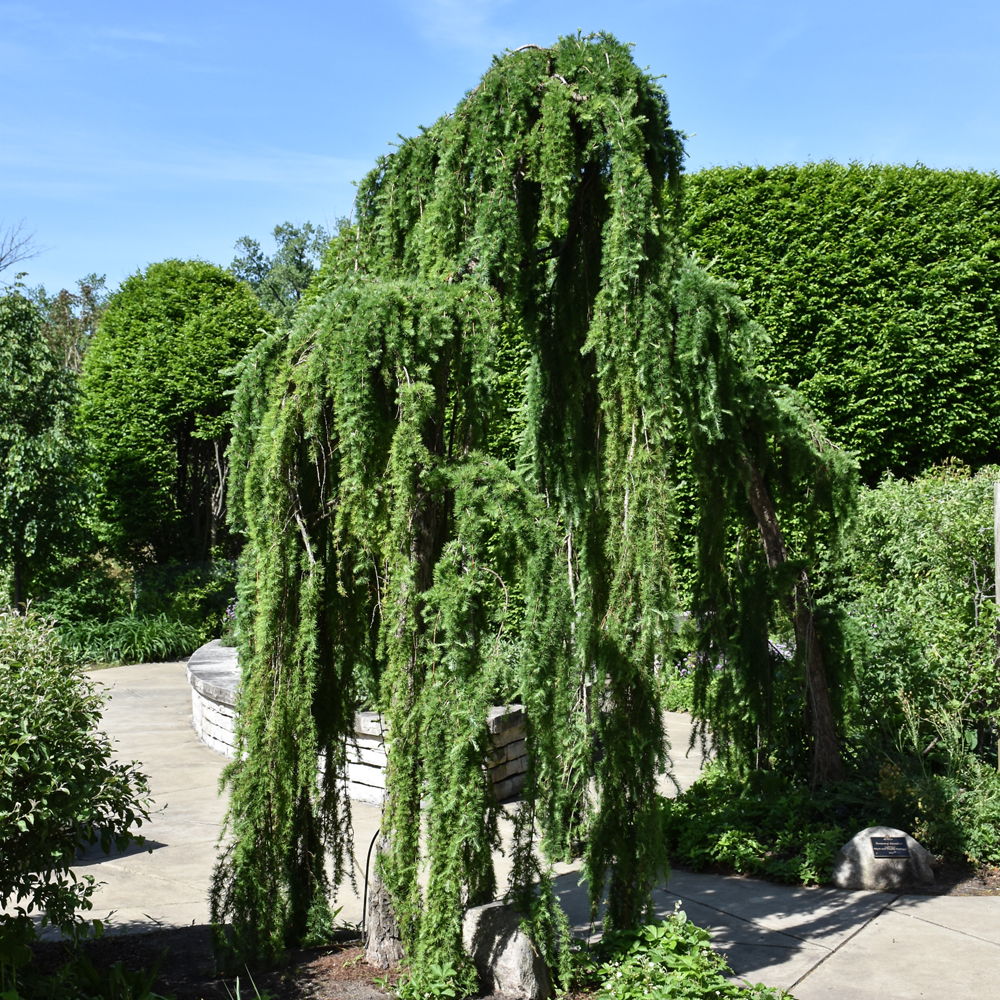 Weeping European Larch (Larix decidua 'Pendula')