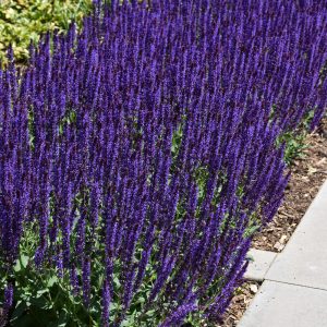 Caradonna Salvia