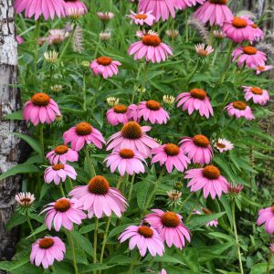 Purple Coneflower