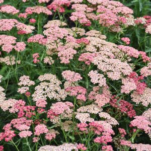 Apricot Delight Yarrow