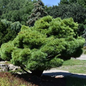 White Shrub Pine