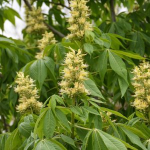 Ohio Buckeye