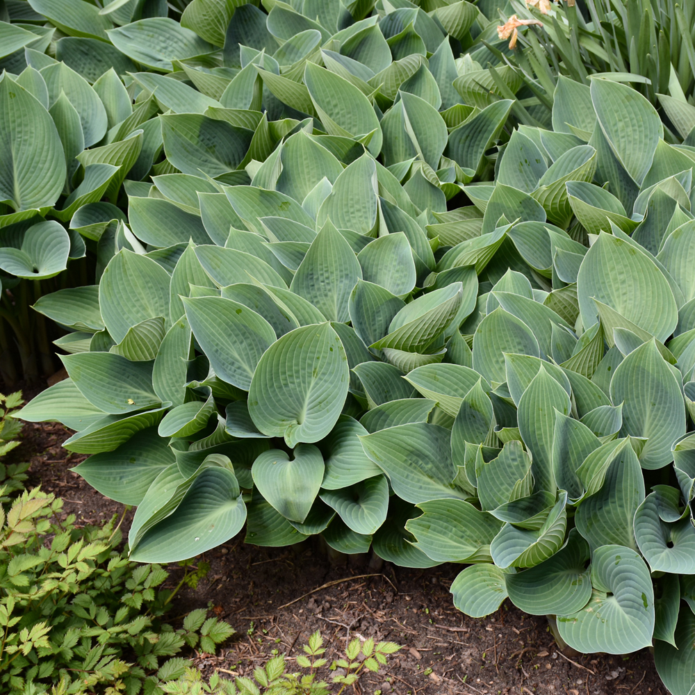 Halcyon Hosta (Hosta 'Halcyon')