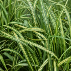 Eldorado Feather Reed Grass