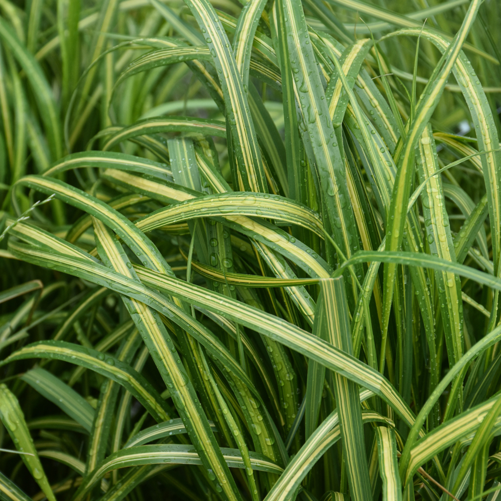 El Dorado Feather Reed Grass (Calamagrostis x acutiflora 'El Dorado')