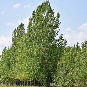 Prairie Sky Poplar