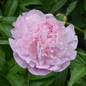 Sarah Bernhardt Peony