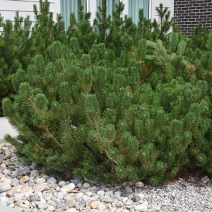 Mugo Pine