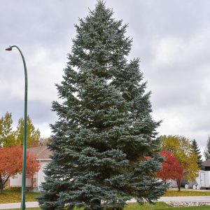 Colorado Blue Spruce