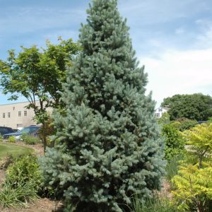 Columnar Spruce