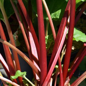 Canada Red Rhubarb