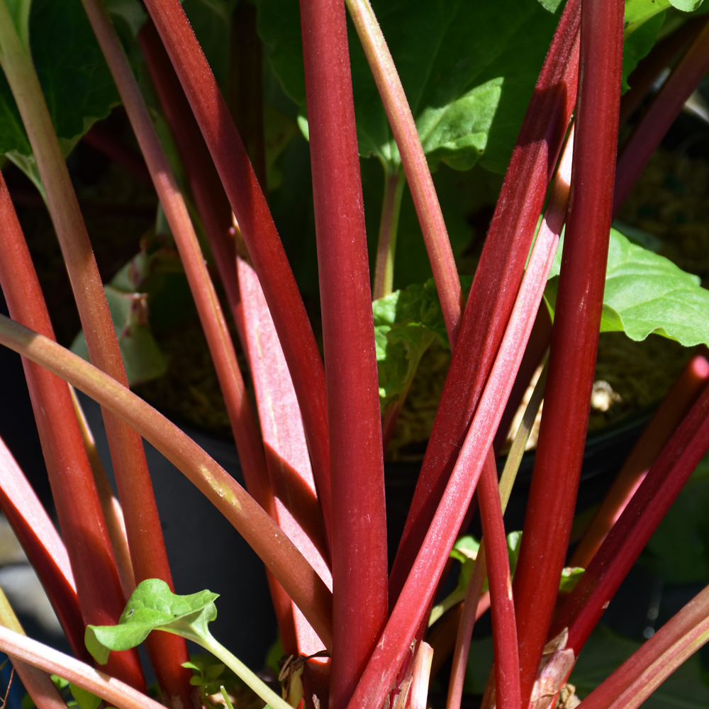 Canada Red Rhubarb