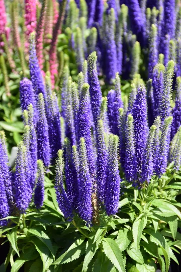 Royal Candles Speedwell J513-18 Autumn Joy Stonecrop (Sedum 'Autumn Joy')