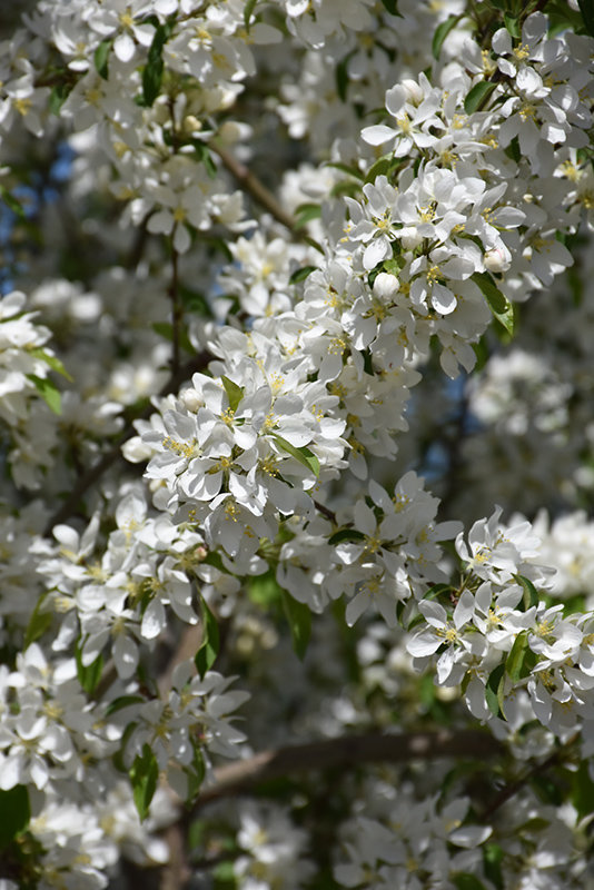 Spring Snow Flowering Crab (Malus 'Spring Snow')
